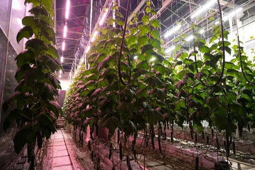 Fluence launches modules of LED VYPR for greenhouse cultivators